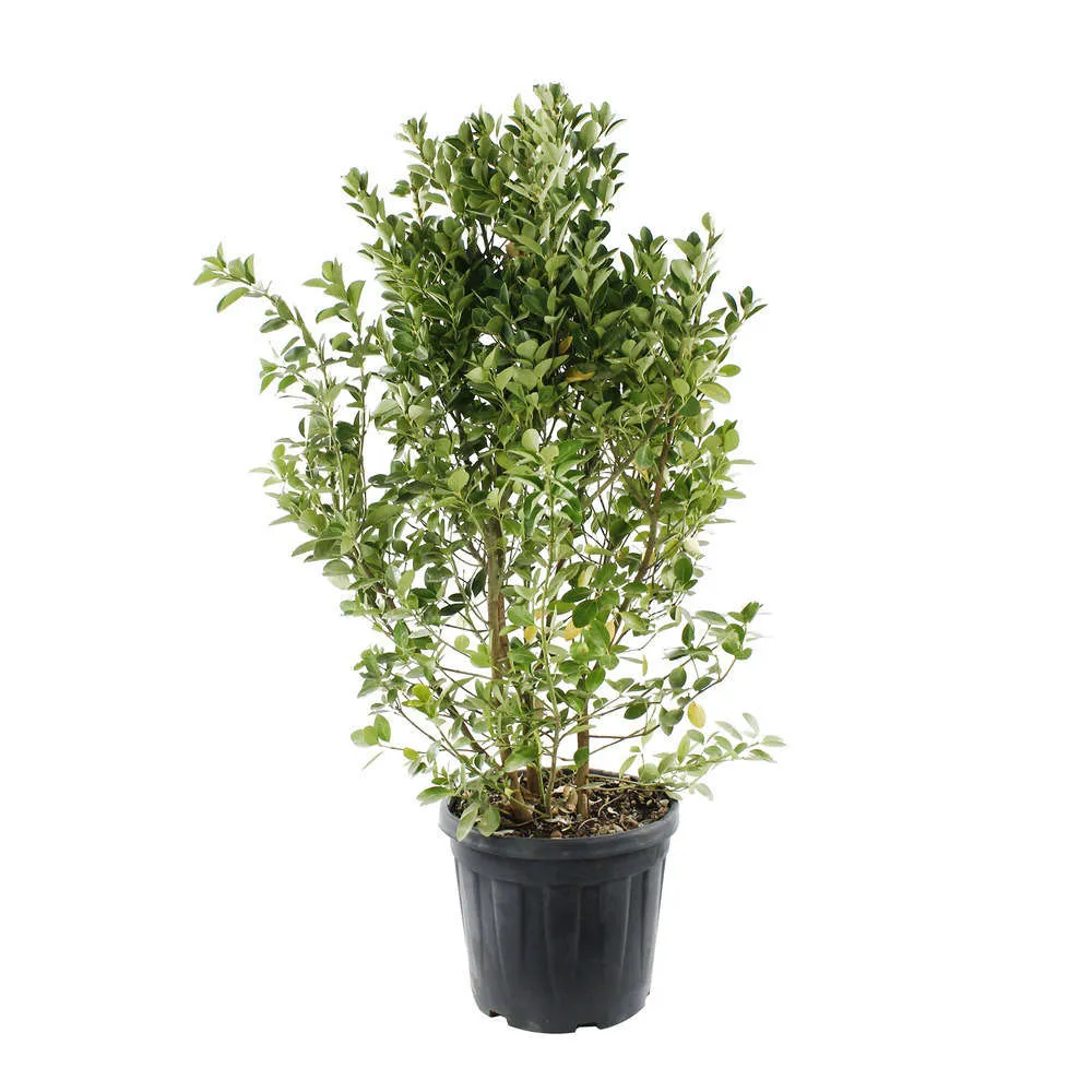 Euonymus japonicus : H 100/125 C18L