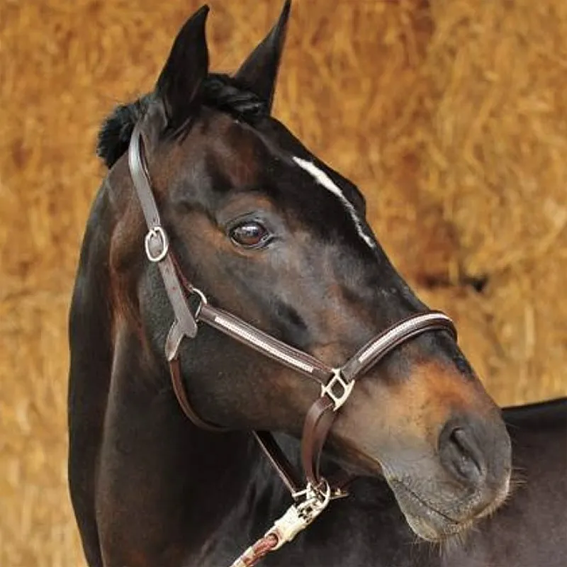 Licol cuir à strass Diamond pour cheval et poney