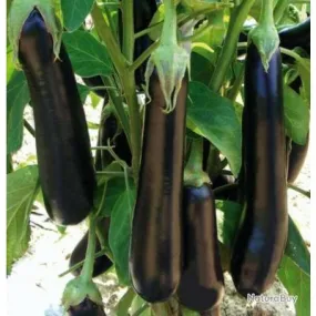 Lot de 100 Graines d'Aubergine Violetta Lunga 3 - Variété Vigoureuse et Productive - Fruits à chair