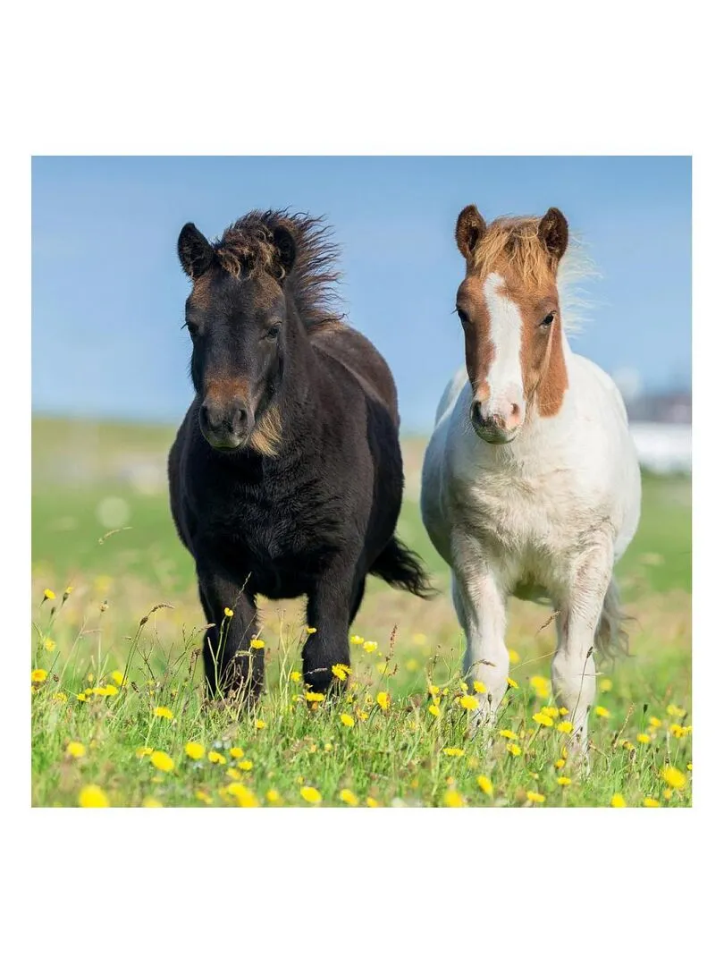 Puzzles 3x49 p Adorables poneys - N/A