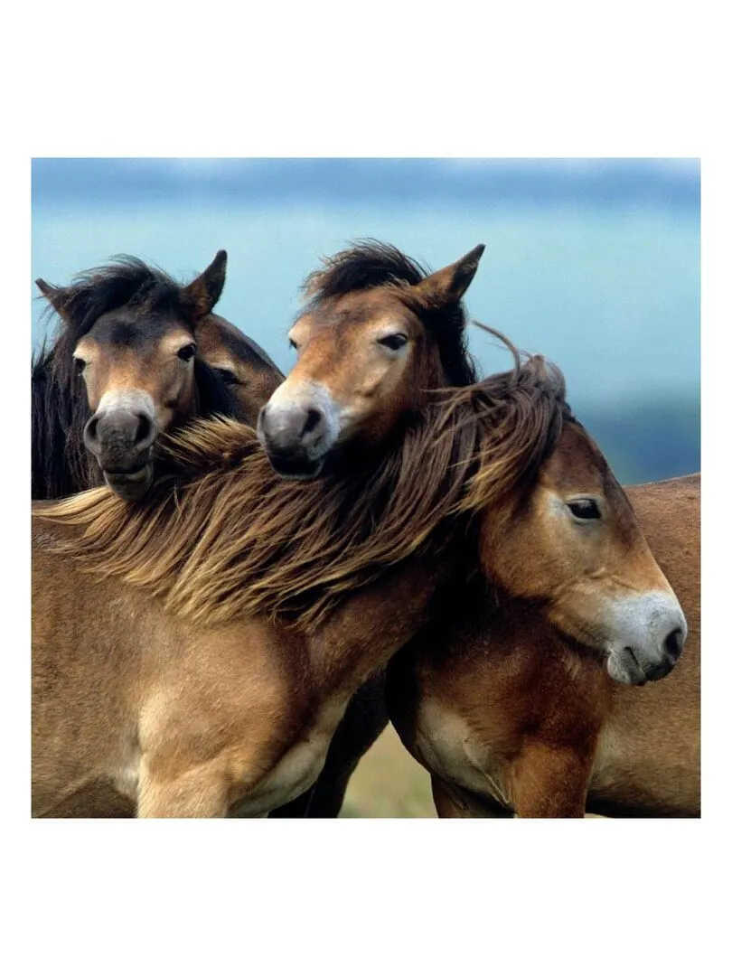 Puzzles 3x49 p Adorables poneys - N/A